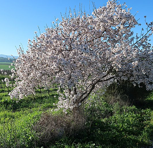 Almond.png Almond.png
